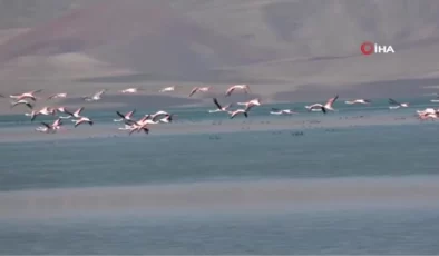 Flamingolar Erçek Gölü kıyısında görsel şölen oluşturdu